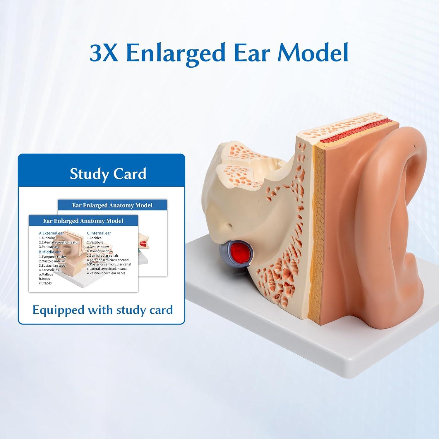 Modelo Anatómico del Oído Humano 3X SFXYJ PVC para Estudio