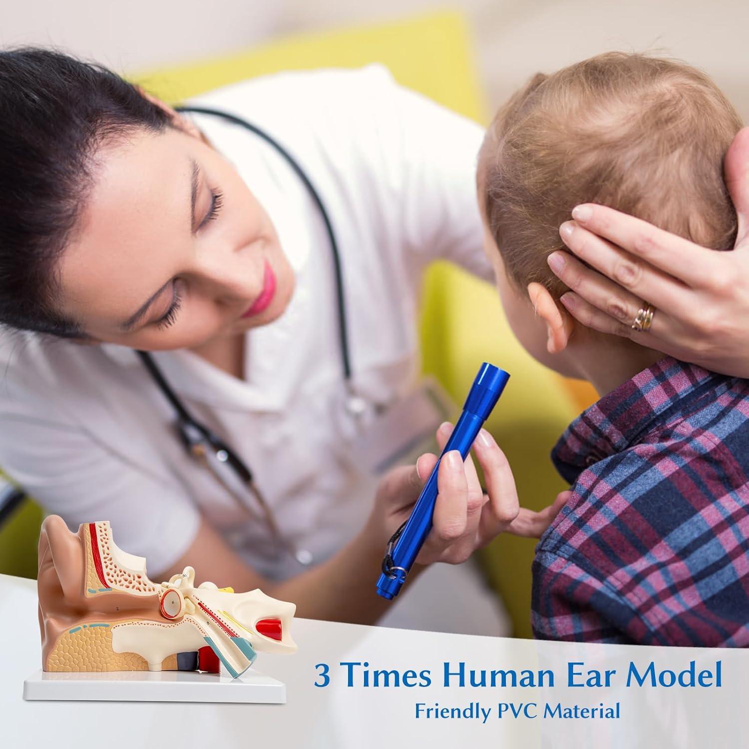 Modelo Anatómico del Oído Humano 3X SFXYJ PVC para Estudio