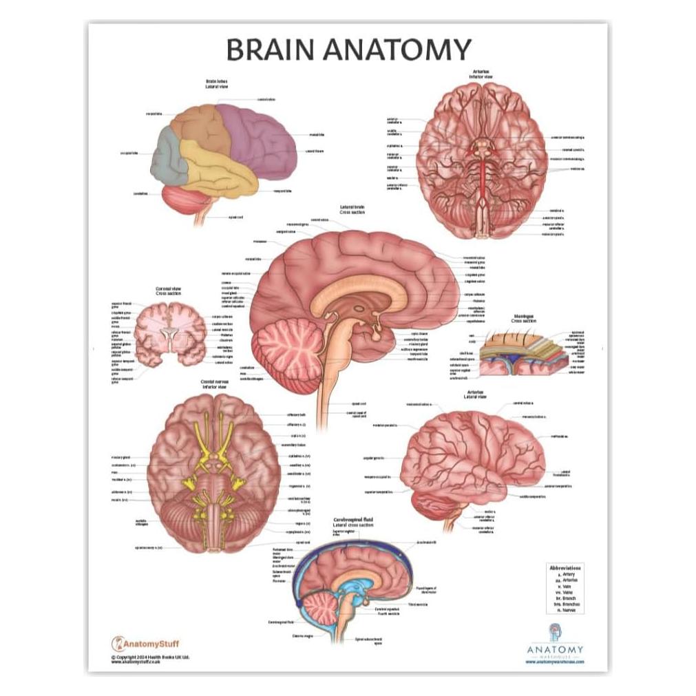 Póster de Anatomía del Cerebro Humano Laminado 43.9x57.2cm