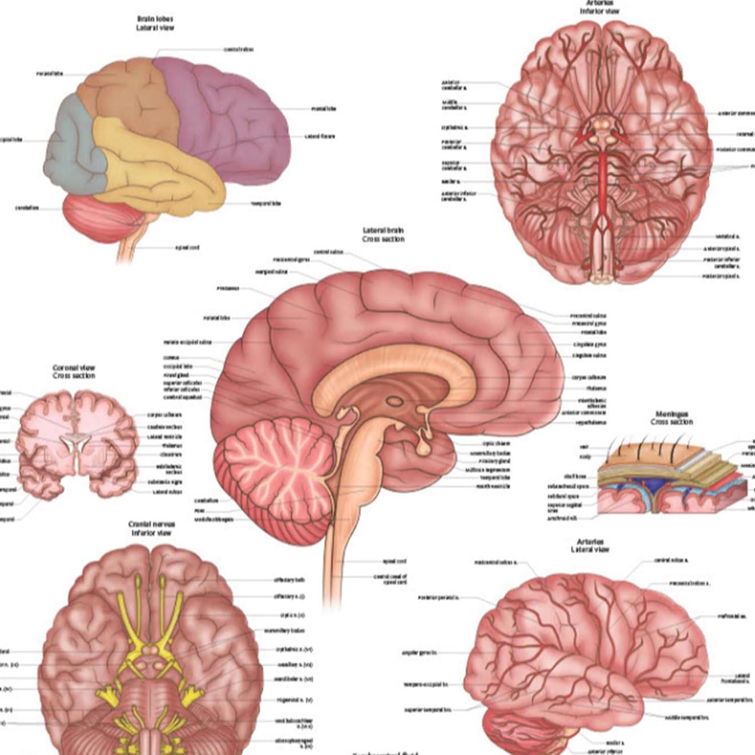 Póster de Anatomía del Cerebro Humano Laminado 43.9x57.2cm