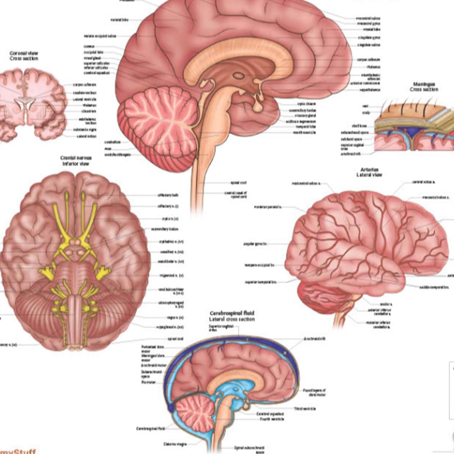 Póster de Anatomía del Cerebro Humano Laminado 43.9x57.2cm