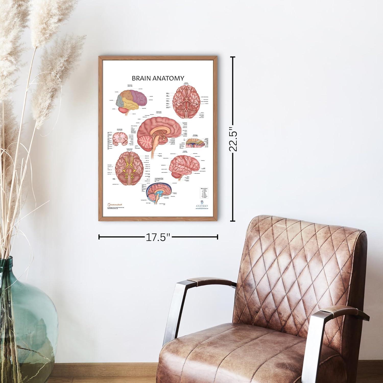 Póster de Anatomía del Cerebro Humano Laminado 43.9x57.2cm