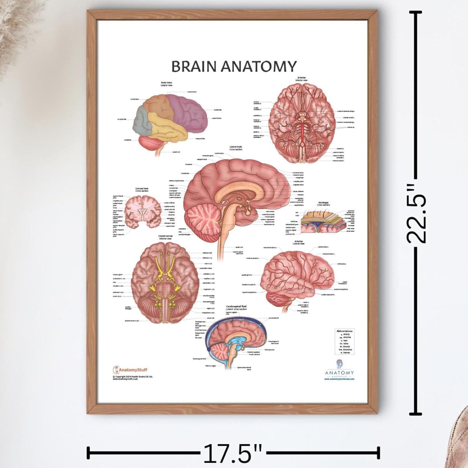 Póster de Anatomía del Cerebro Humano Laminado 43.9x57.2cm