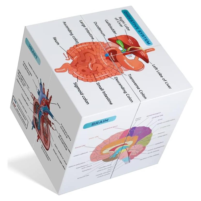 Kaitnax Cubo de Estudio de Anatomía Humana 9 Partes 10cm