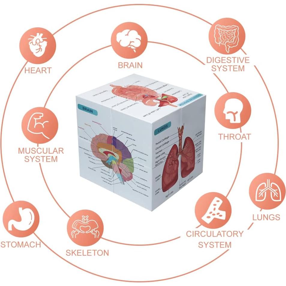 Kaitnax Cubo de Estudio de Anatomía Humana 9 Partes 10cm