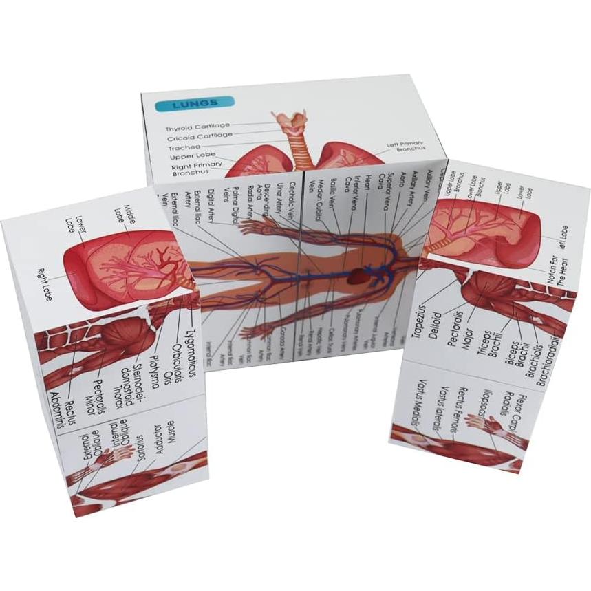 Kaitnax Cubo de Estudio de Anatomía Humana 9 Partes 10cm