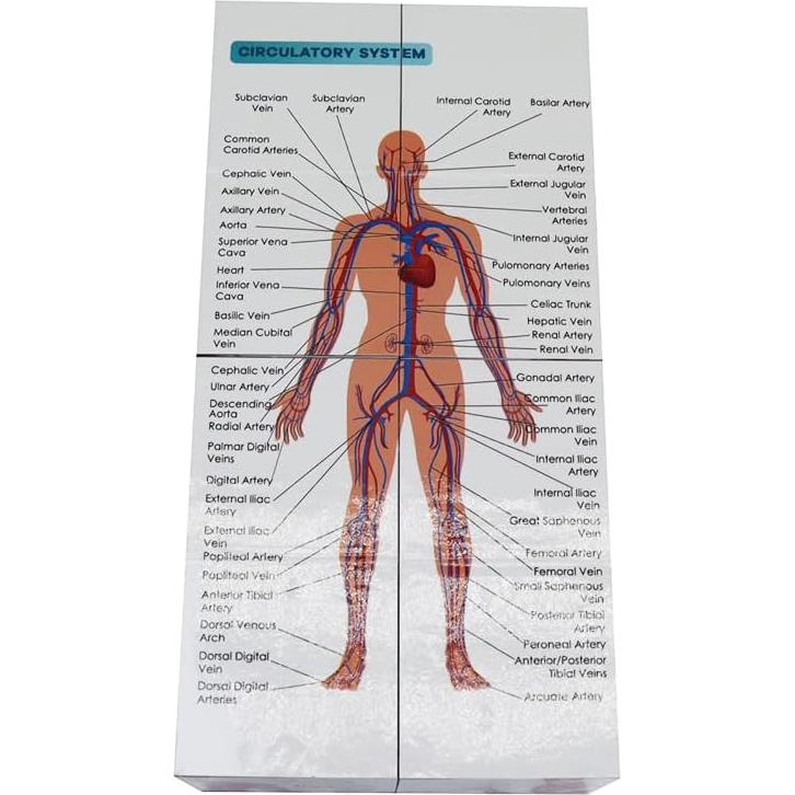 Kaitnax Cubo de Estudio de Anatomía Humana 9 Partes 10cm