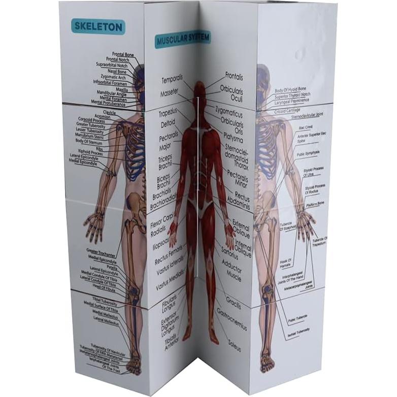 Kaitnax Cubo de Estudio de Anatomía Humana 9 Partes 10cm