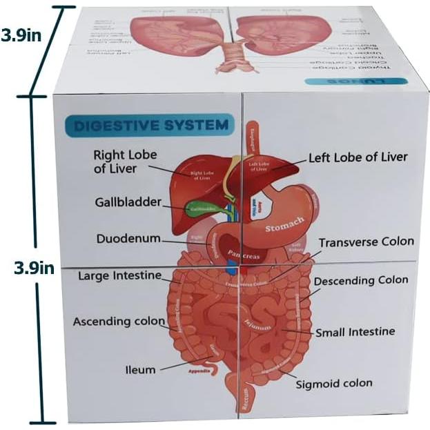 Kaitnax Cubo de Estudio de Anatomía Humana 9 Partes 10cm