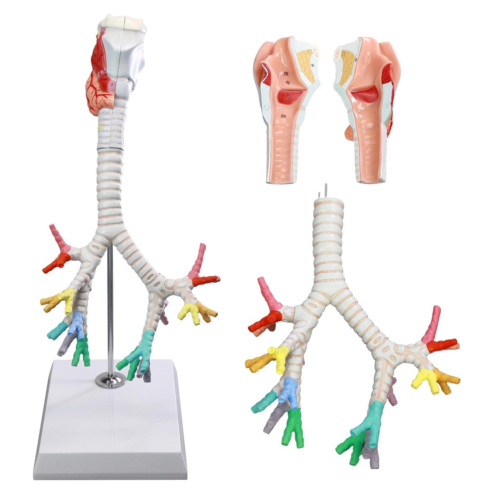 Modelo Anatómico Laringe Tráquea Bronquios HADWYN 3 Partes