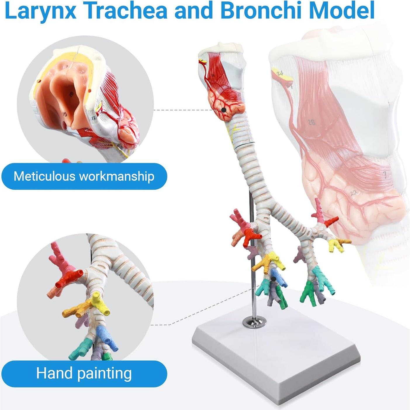 Modelo Anatómico Laringe Tráquea Bronquios HADWYN 3 Partes