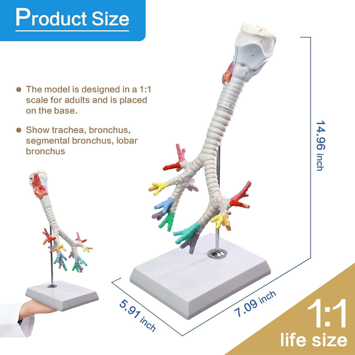 Modelo Anatómico Laringe Tráquea Bronquios HADWYN 3 Partes