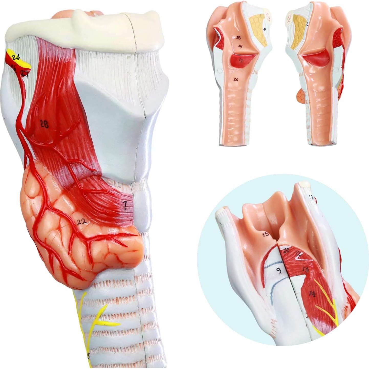 Modelo Anatómico Laringe Tráquea Bronquios HADWYN 3 Partes