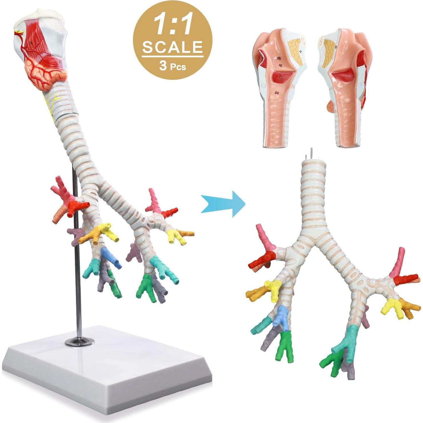 Modelo Anatómico Laringe Tráquea Bronquios HADWYN 3 Partes