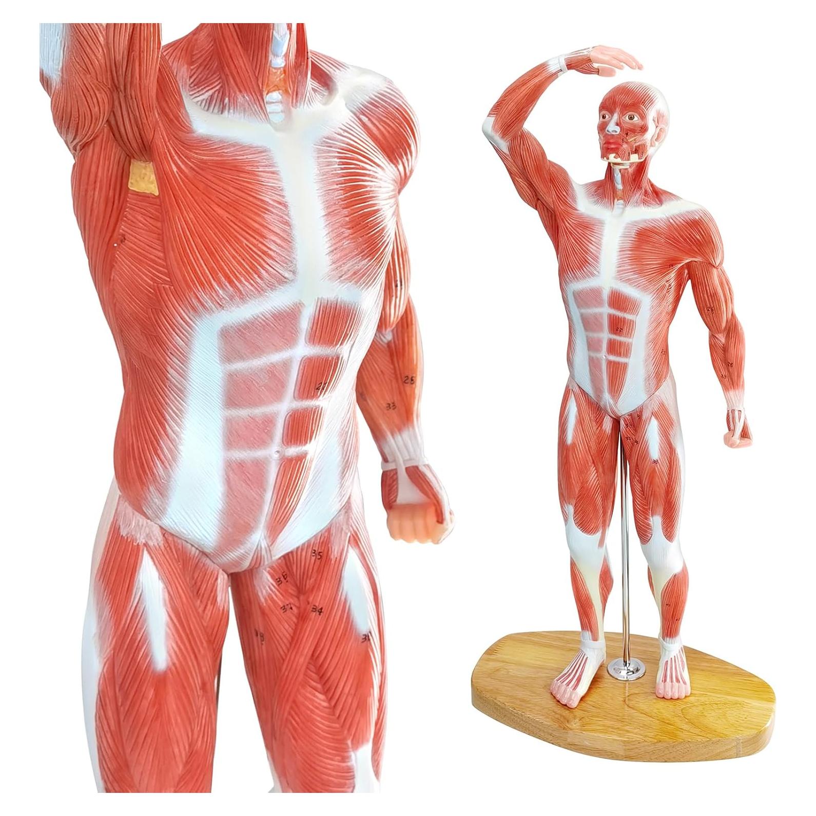 Modelo Anatómico de Músculo Humano Merinden 1/3 Tamaño Real
