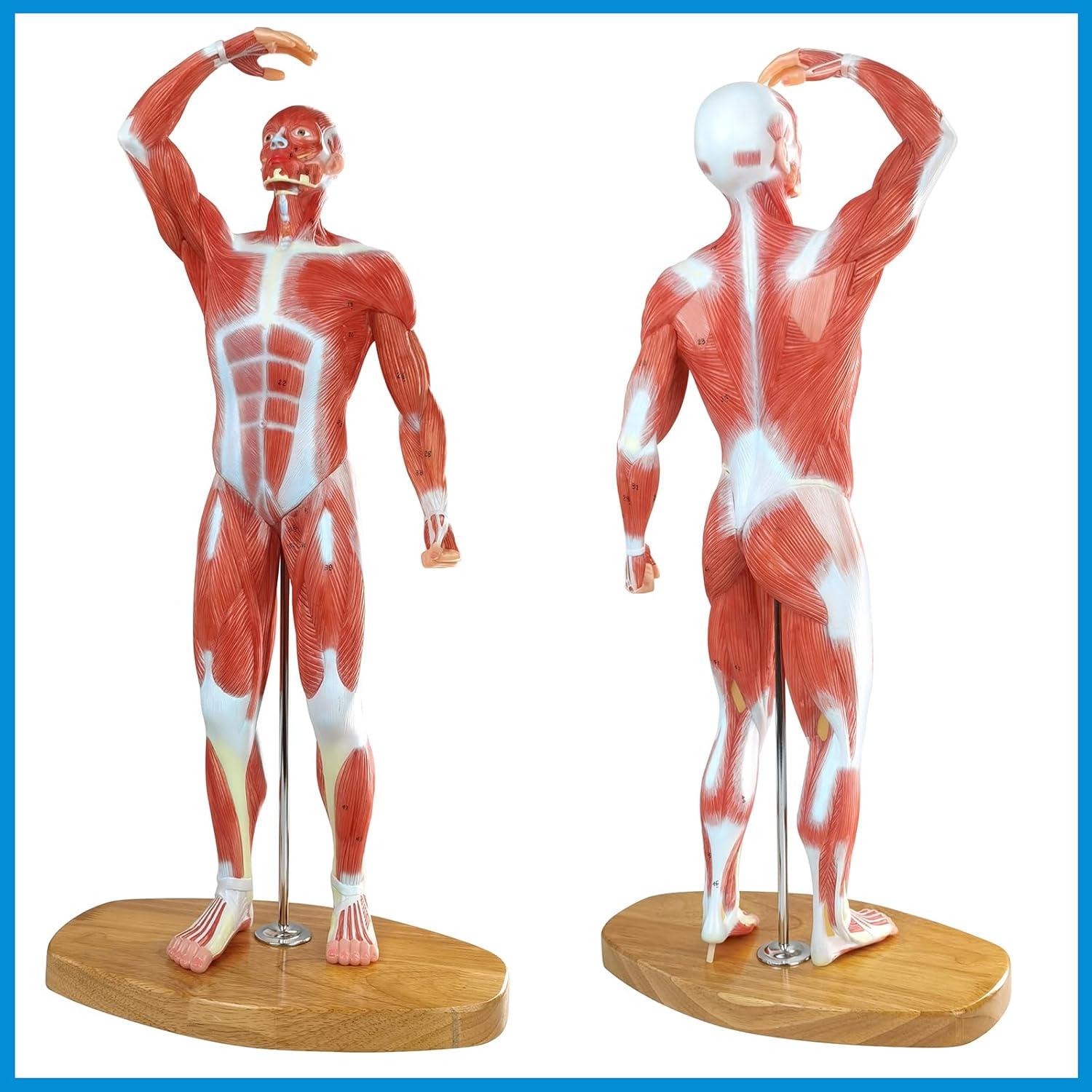 Modelo Anatómico de Músculo Humano Merinden 1/3 Tamaño Real