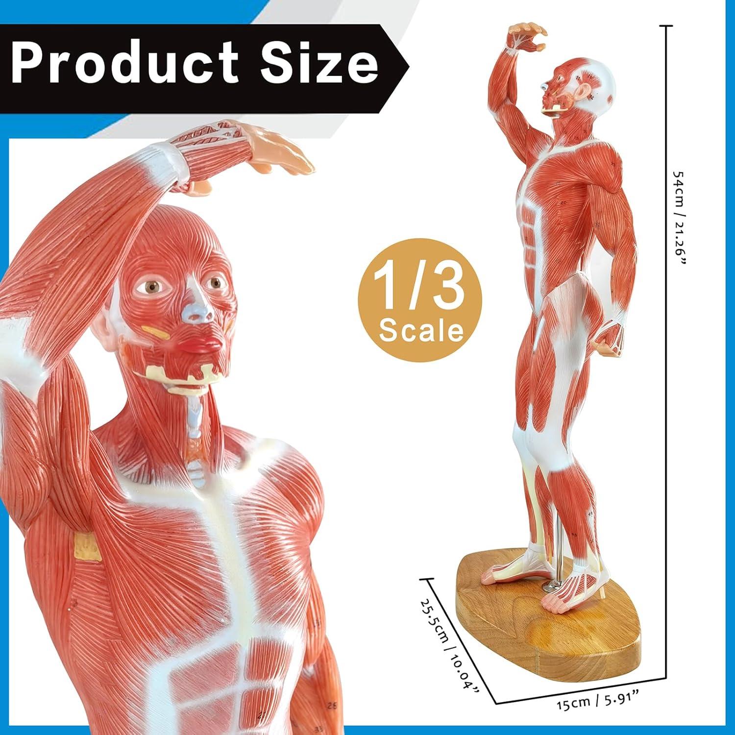 Modelo Anatómico de Músculo Humano Merinden 1/3 Tamaño Real