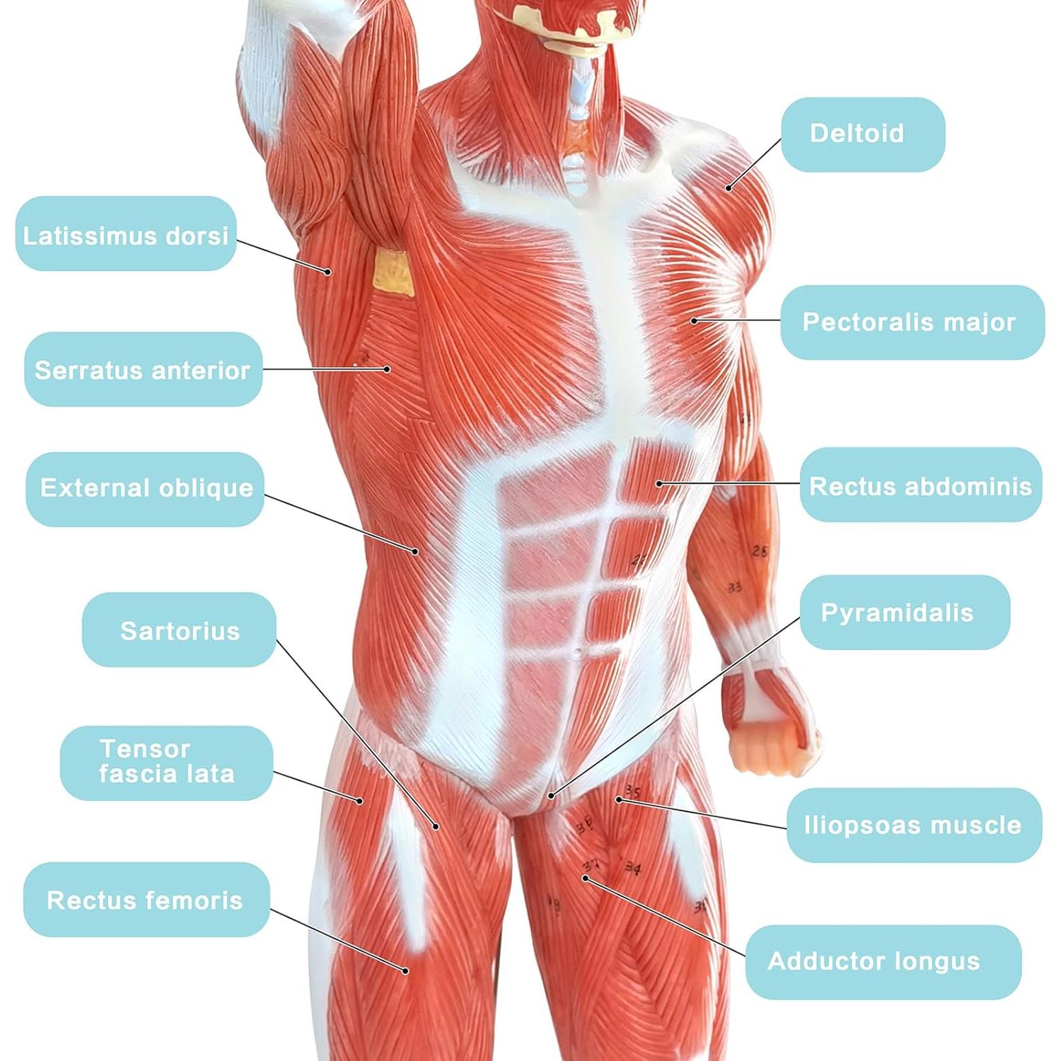 Modelo Anatómico de Músculo Humano Merinden 1/3 Tamaño Real