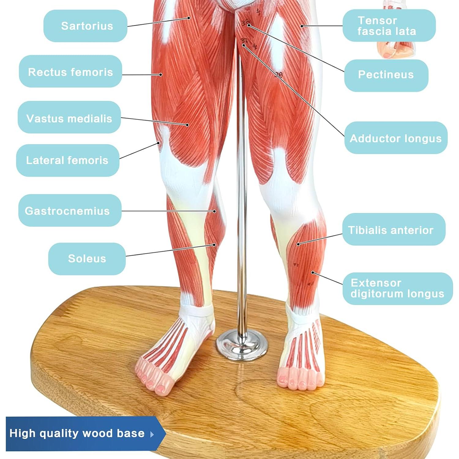 Modelo Anatómico de Músculo Humano Merinden 1/3 Tamaño Real