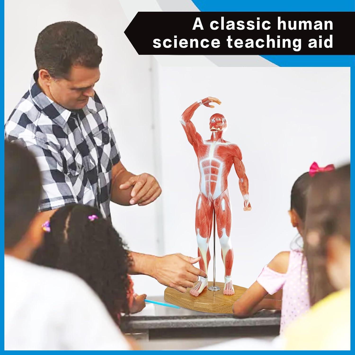 Modelo Anatómico de Músculo Humano Merinden 1/3 Tamaño Real