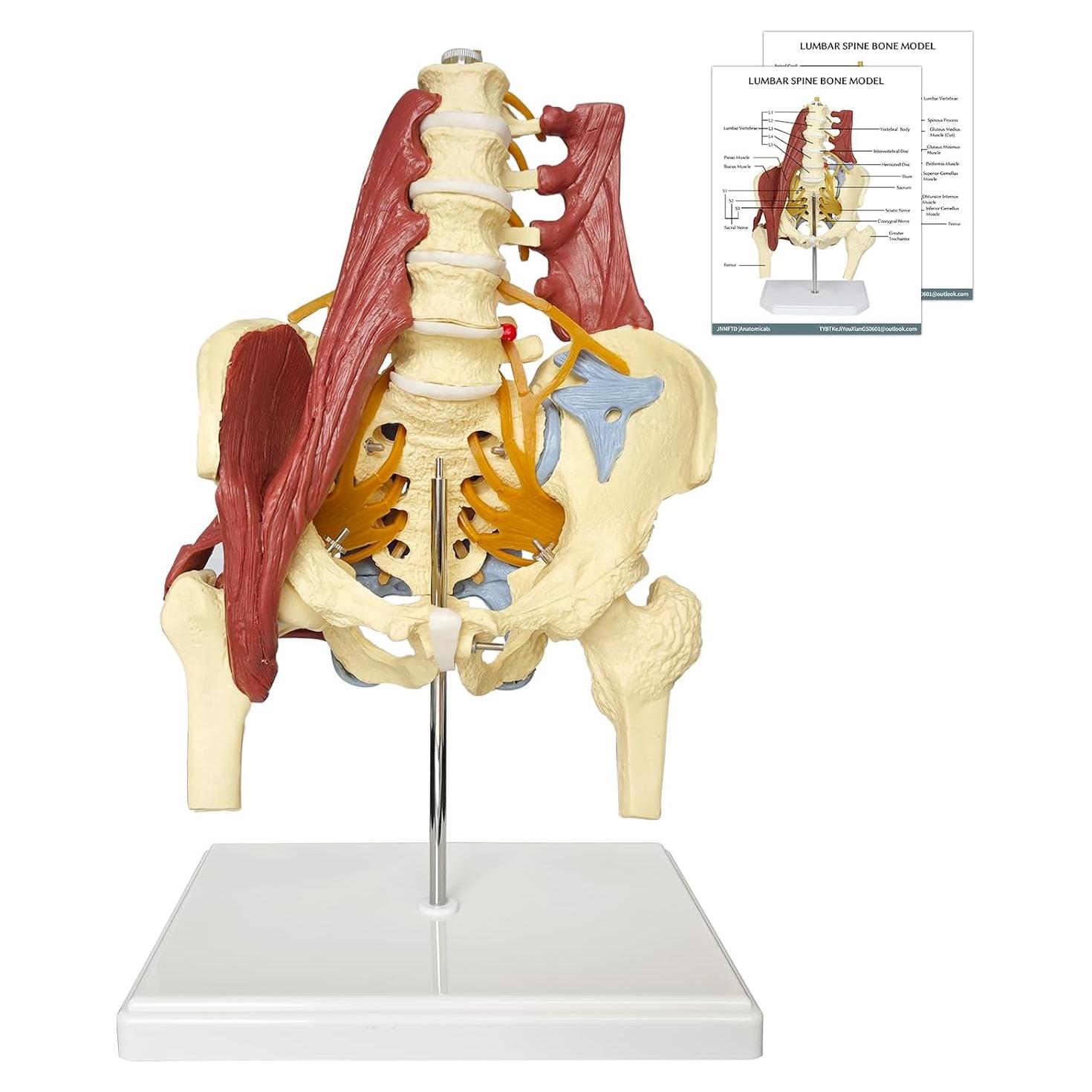 Modelo Anatómico de Columna Lumbar y Pelvis Femenina JNMFTD