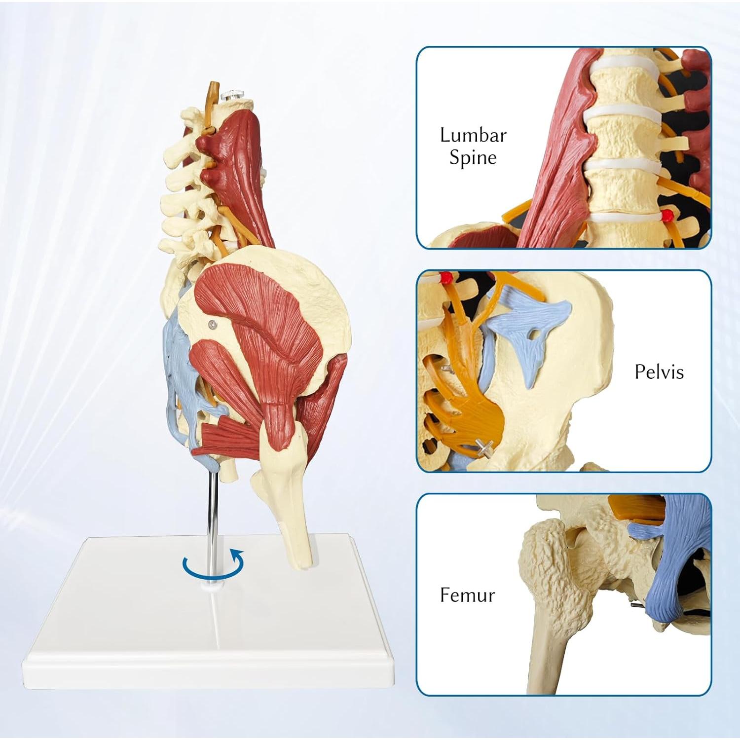 Modelo Anatómico de Columna Lumbar y Pelvis Femenina JNMFTD