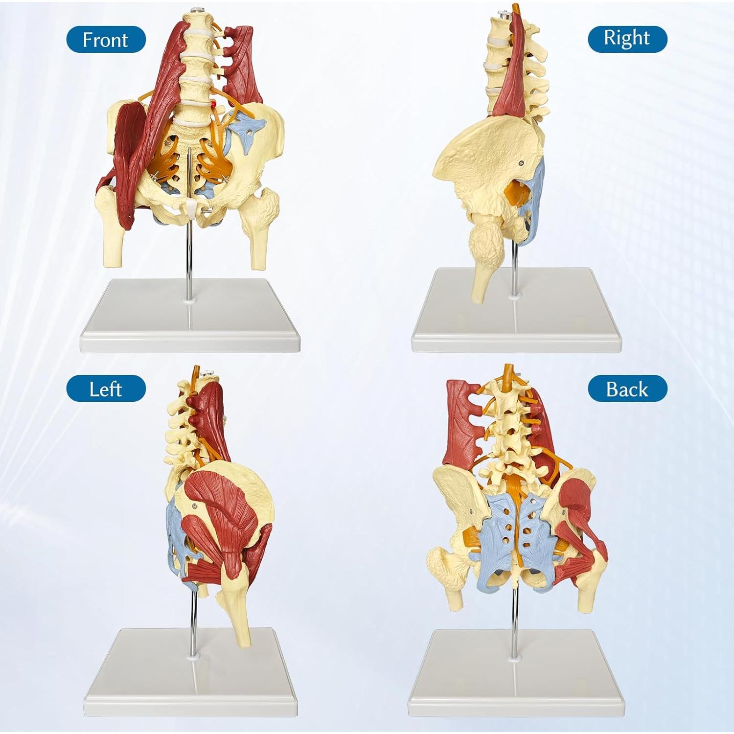 Modelo Anatómico de Columna Lumbar y Pelvis Femenina JNMFTD