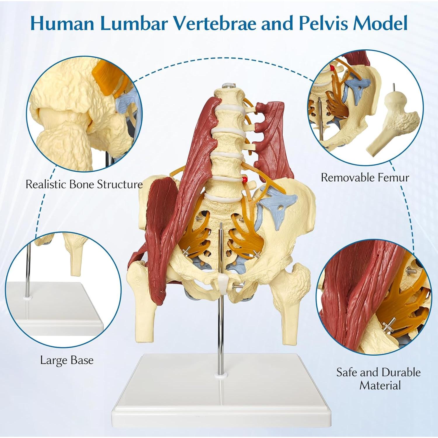 Modelo Anatómico de Columna Lumbar y Pelvis Femenina JNMFTD