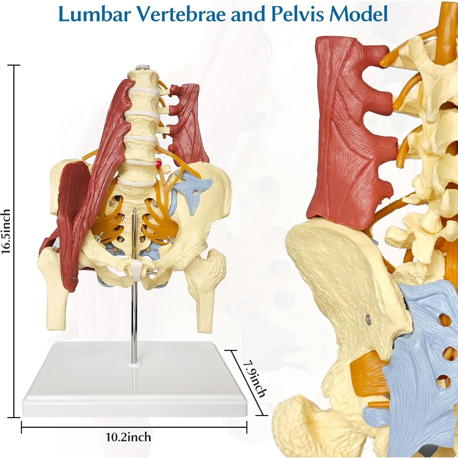 Modelo Anatómico de Columna Lumbar y Pelvis Femenina JNMFTD