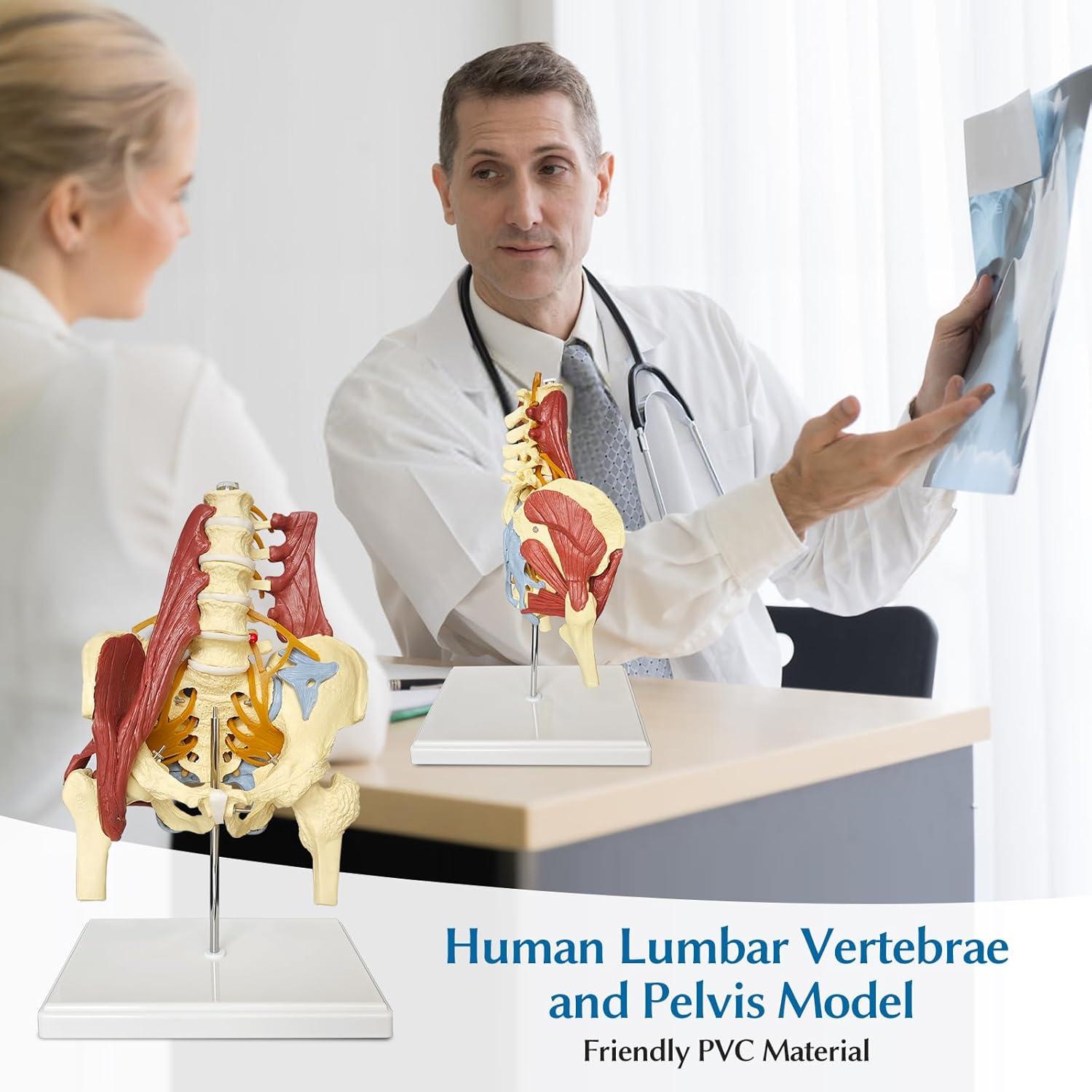 Modelo Anatómico de Columna Lumbar y Pelvis Femenina JNMFTD