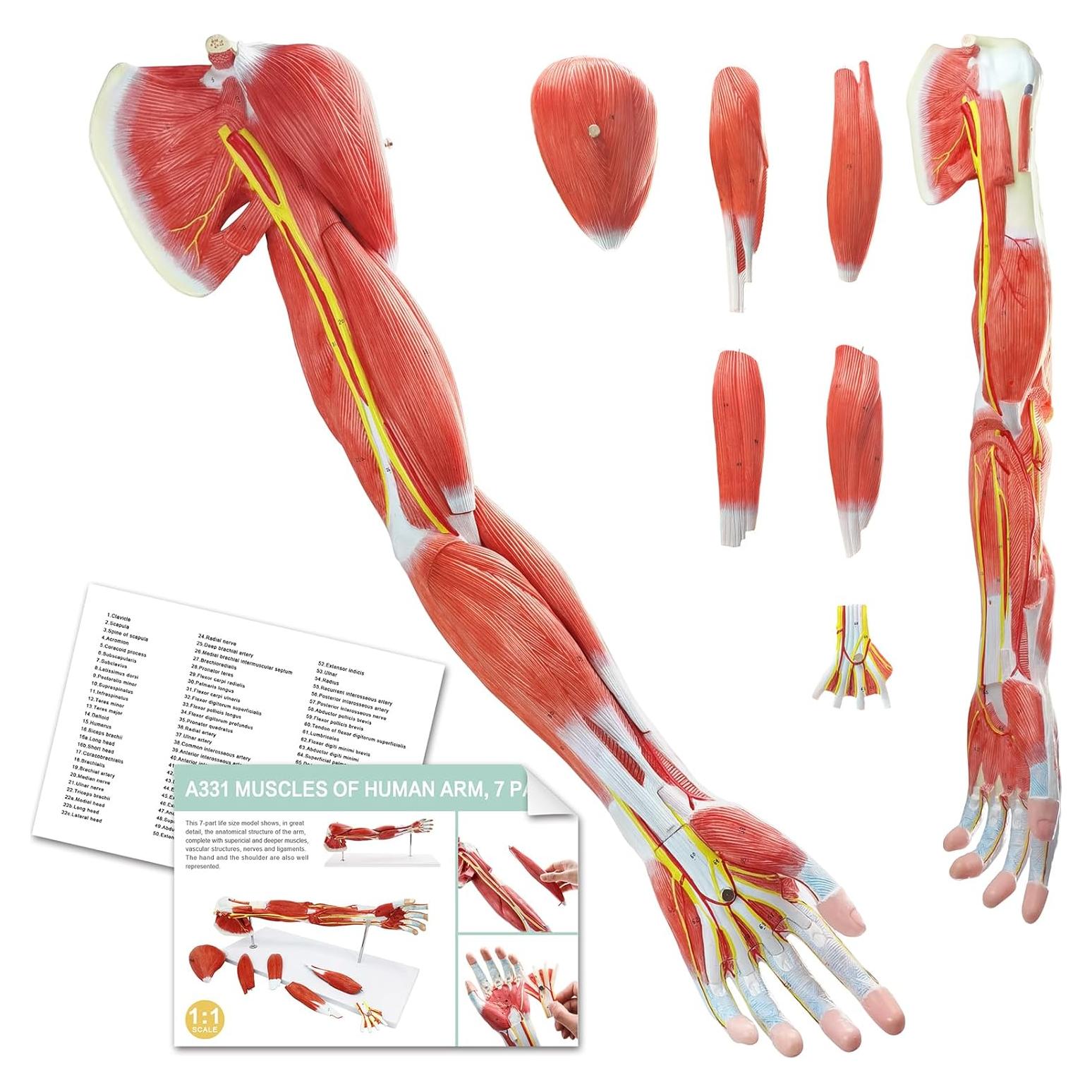 Modelo Muscular del Brazo Humano EVOTECH 7 Partes PVC