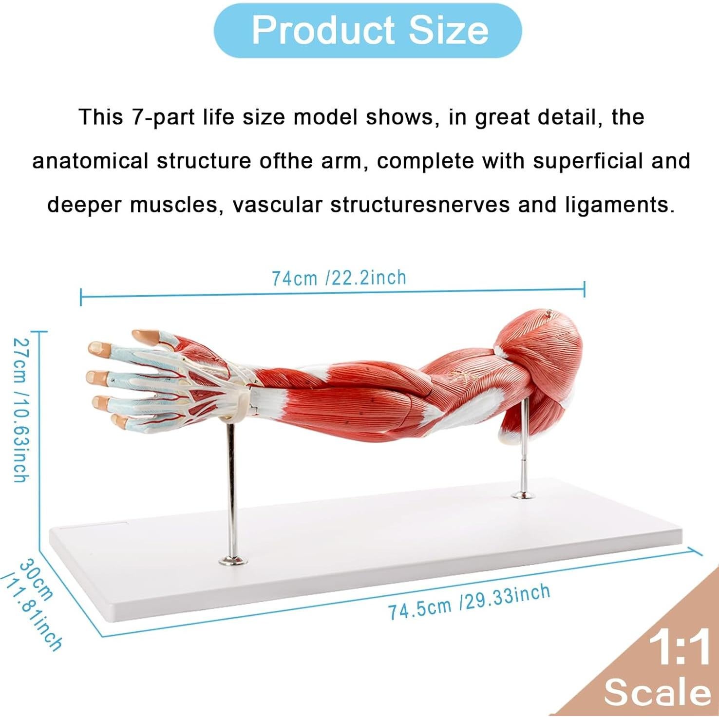 Modelo Muscular del Brazo Humano EVOTECH 7 Partes PVC