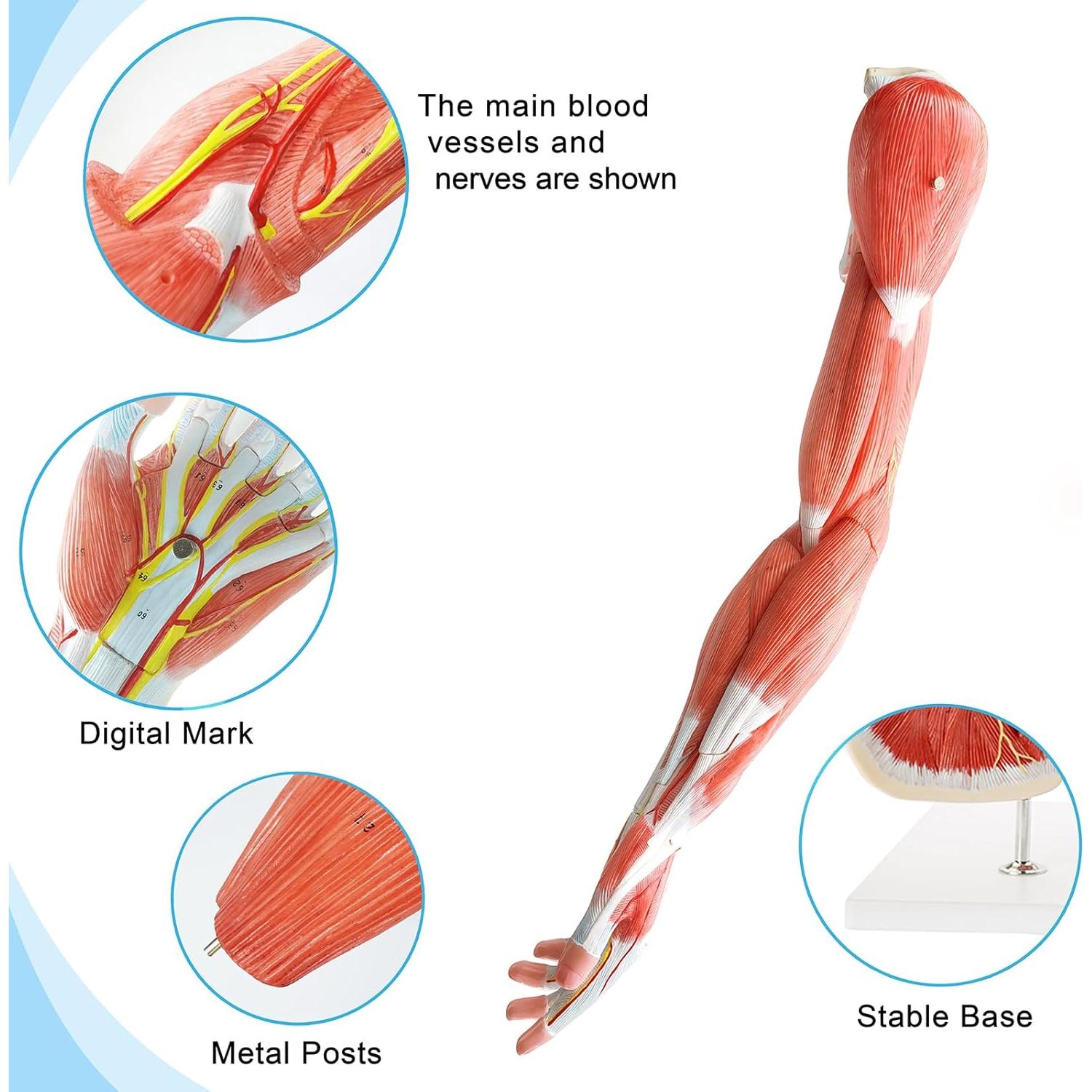 Modelo Muscular del Brazo Humano EVOTECH 7 Partes PVC