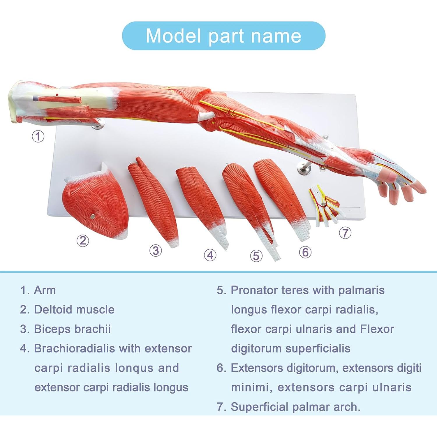 Modelo Muscular del Brazo Humano EVOTECH 7 Partes PVC