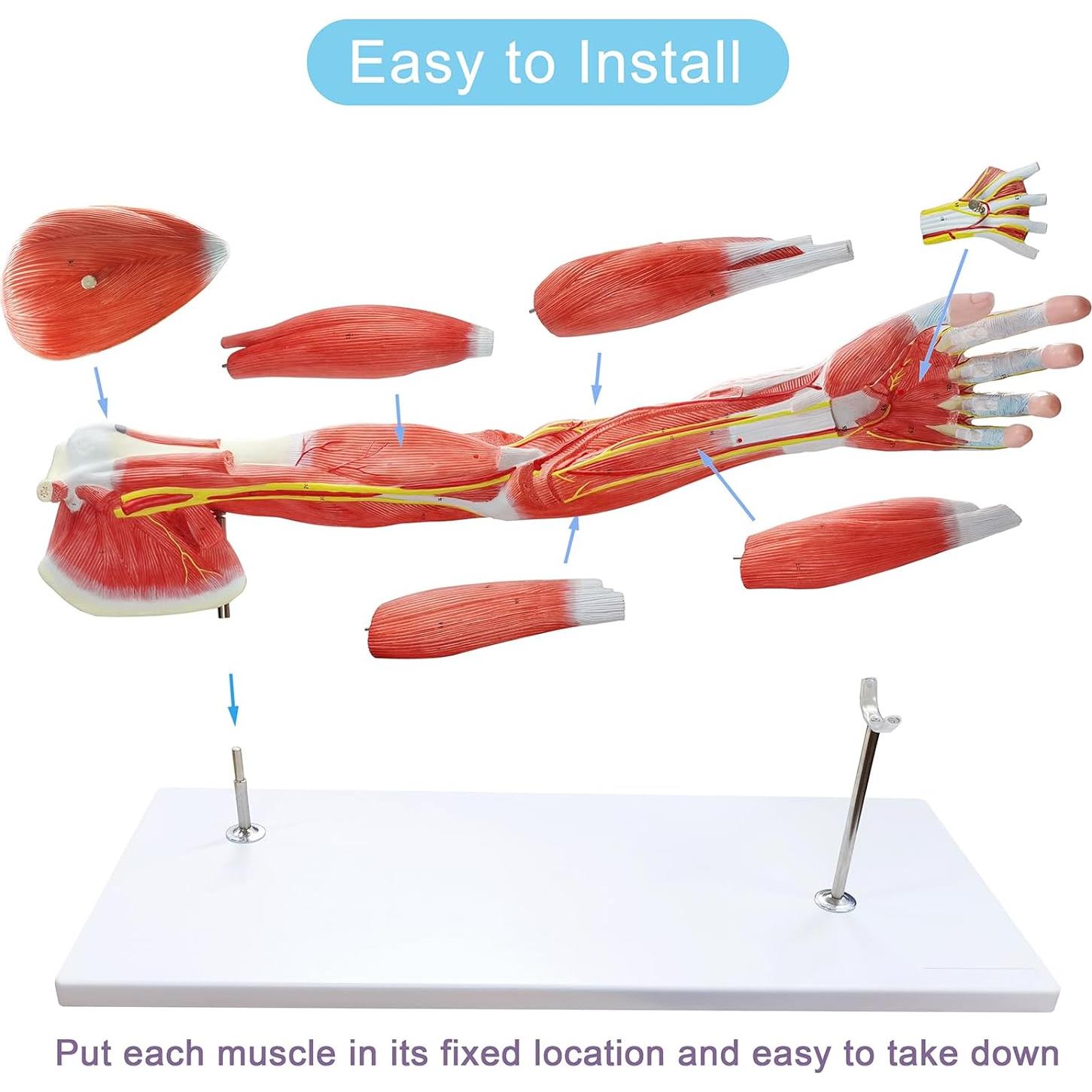 Modelo Muscular del Brazo Humano EVOTECH 7 Partes PVC