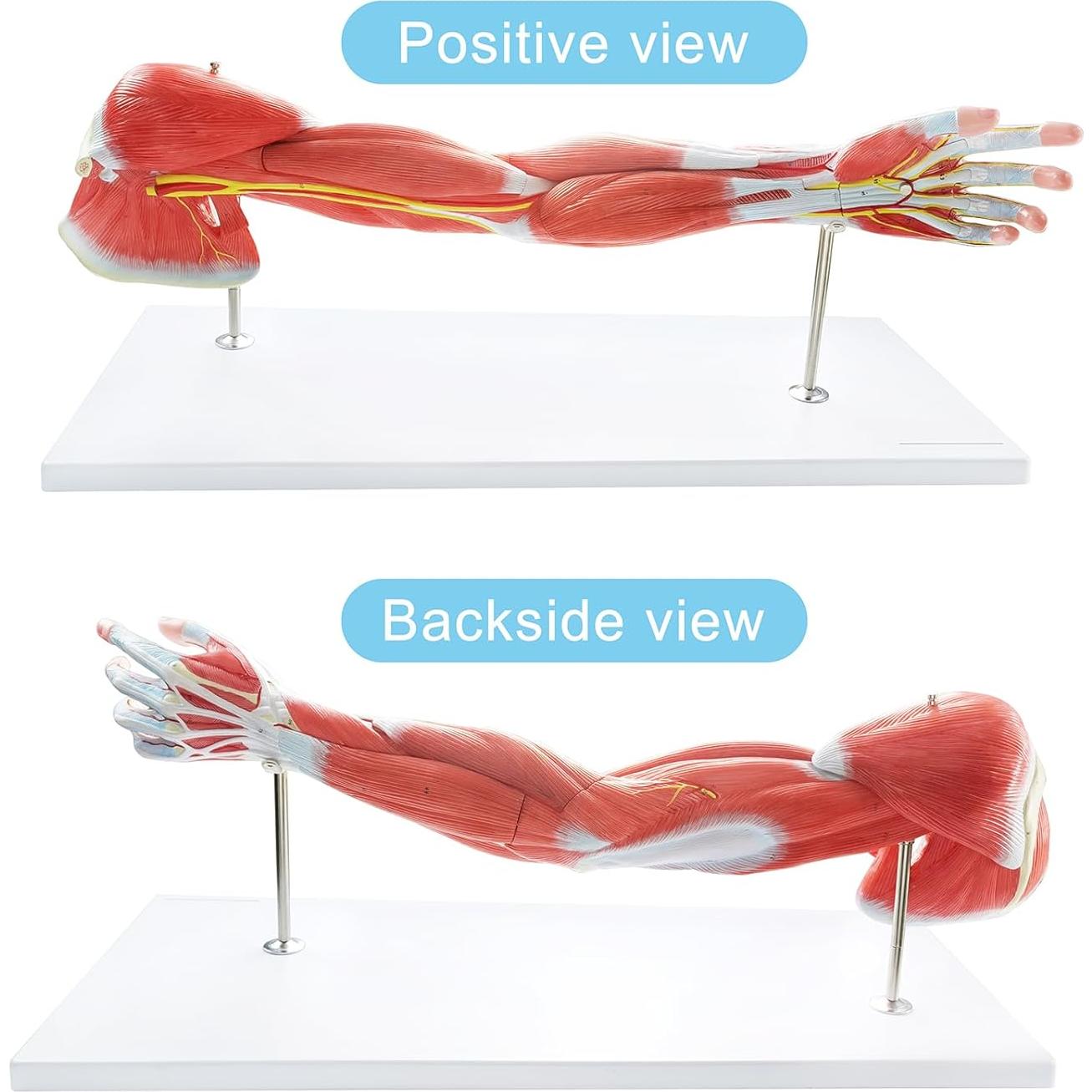 Modelo Muscular del Brazo Humano EVOTECH 7 Partes PVC