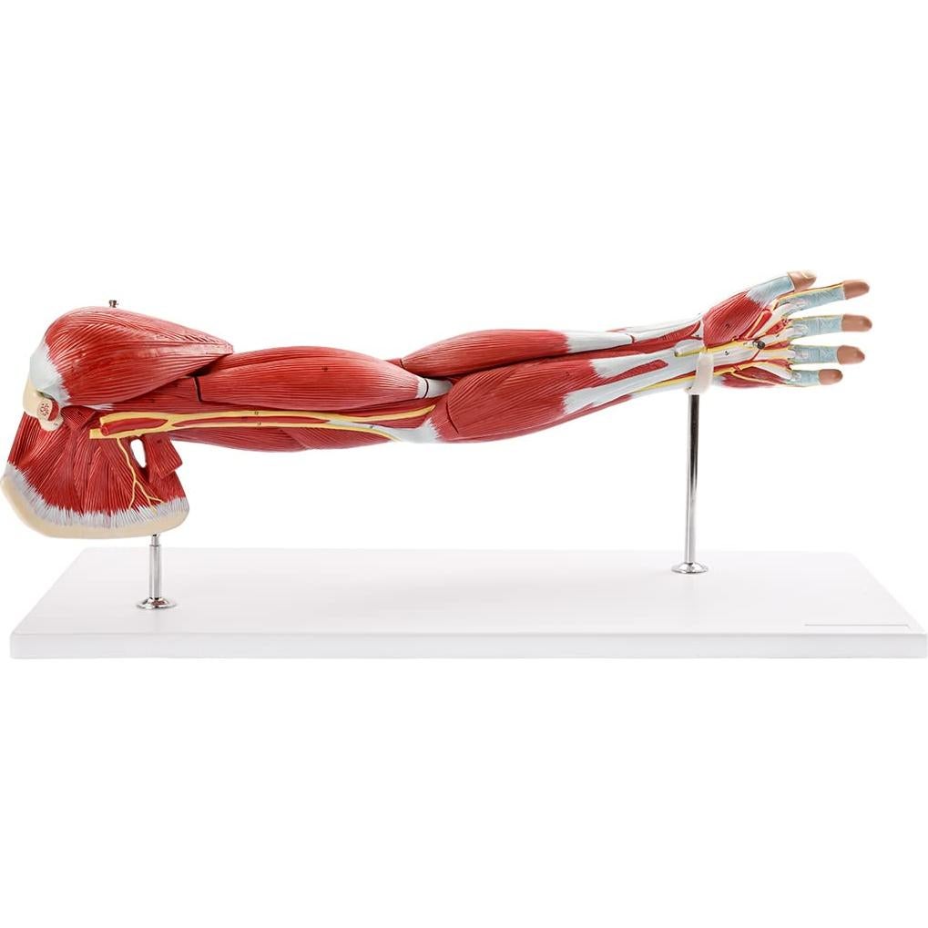 Modelo Muscular del Brazo Humano EVOTECH 7 Partes PVC