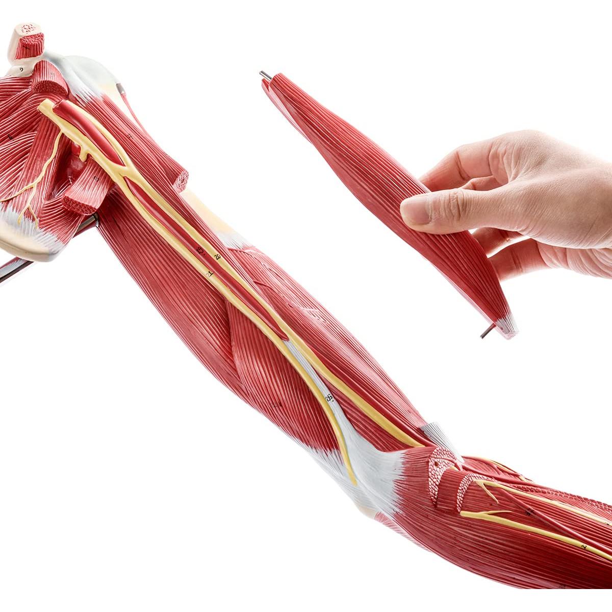 Modelo Muscular del Brazo Humano EVOTECH 7 Partes PVC