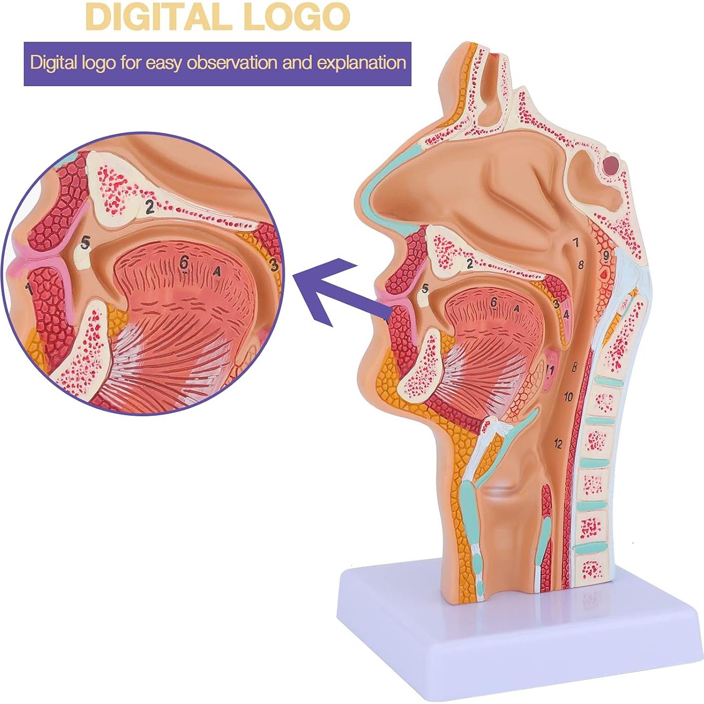 Modelo Anatómico Cavidad Nasal y Garganta Humana LVCHEN
