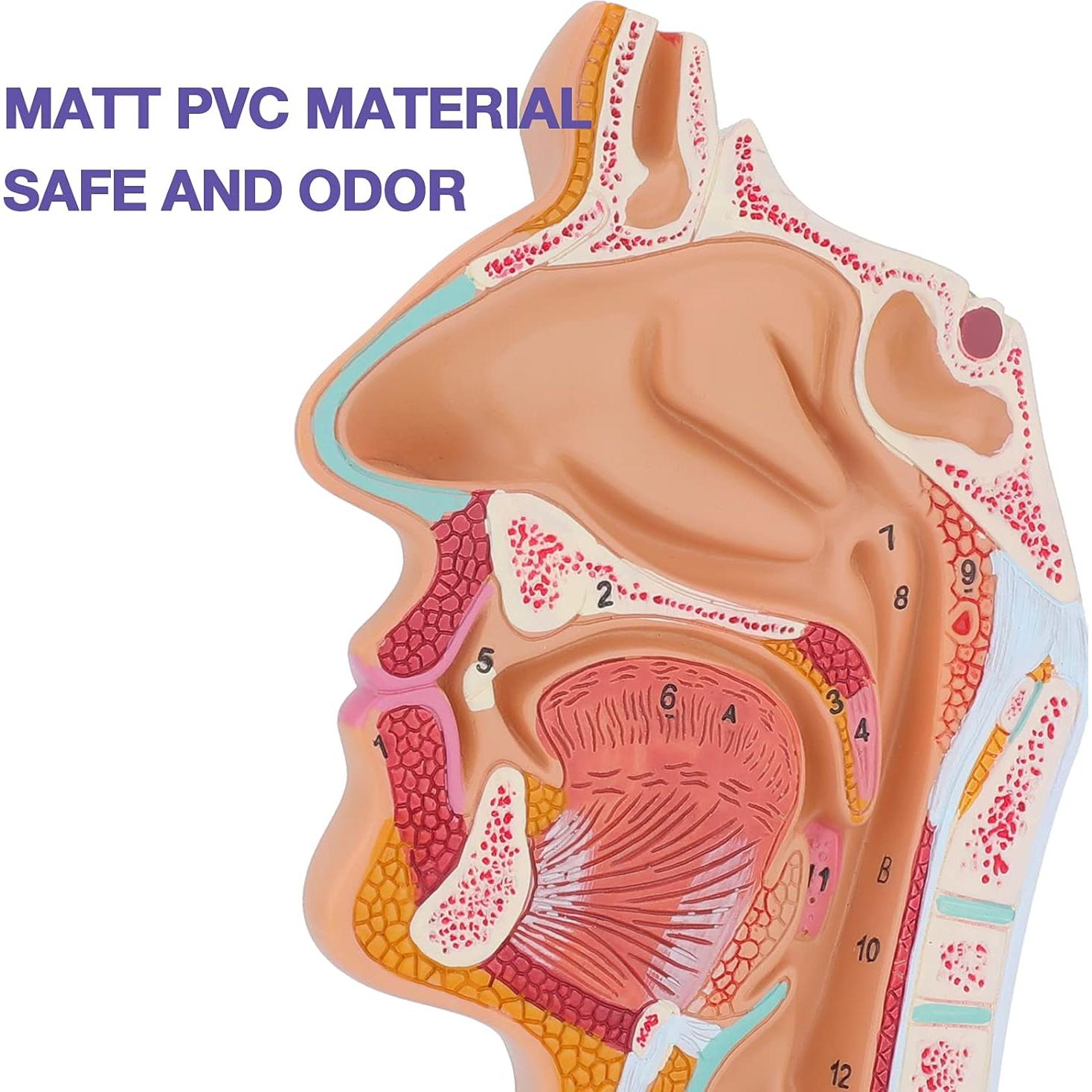 Modelo Anatómico Cavidad Nasal y Garganta Humana LVCHEN
