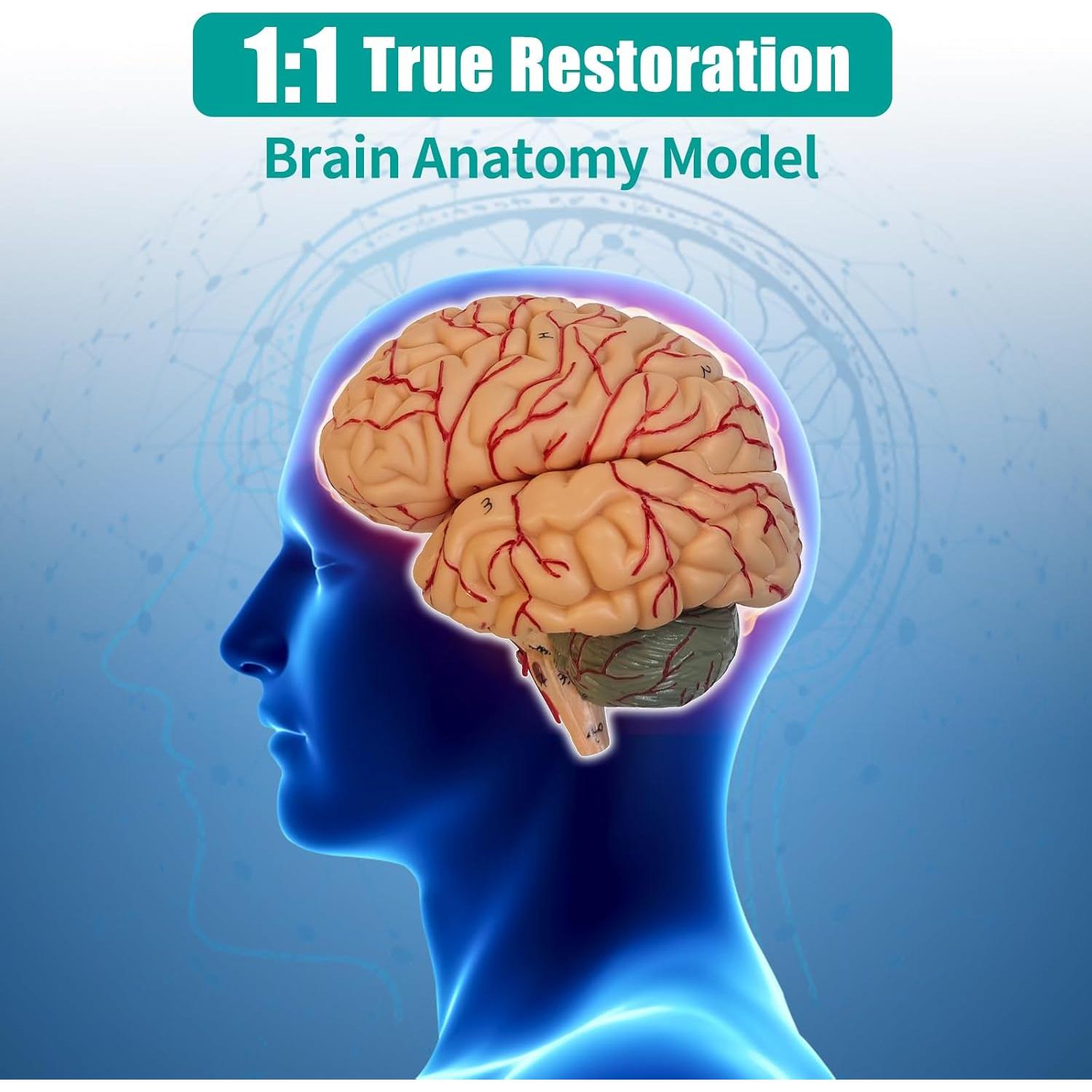 Modelo Anatómico del Cerebro Humano SFXYJ 8 Partes 15.24x17.02cm