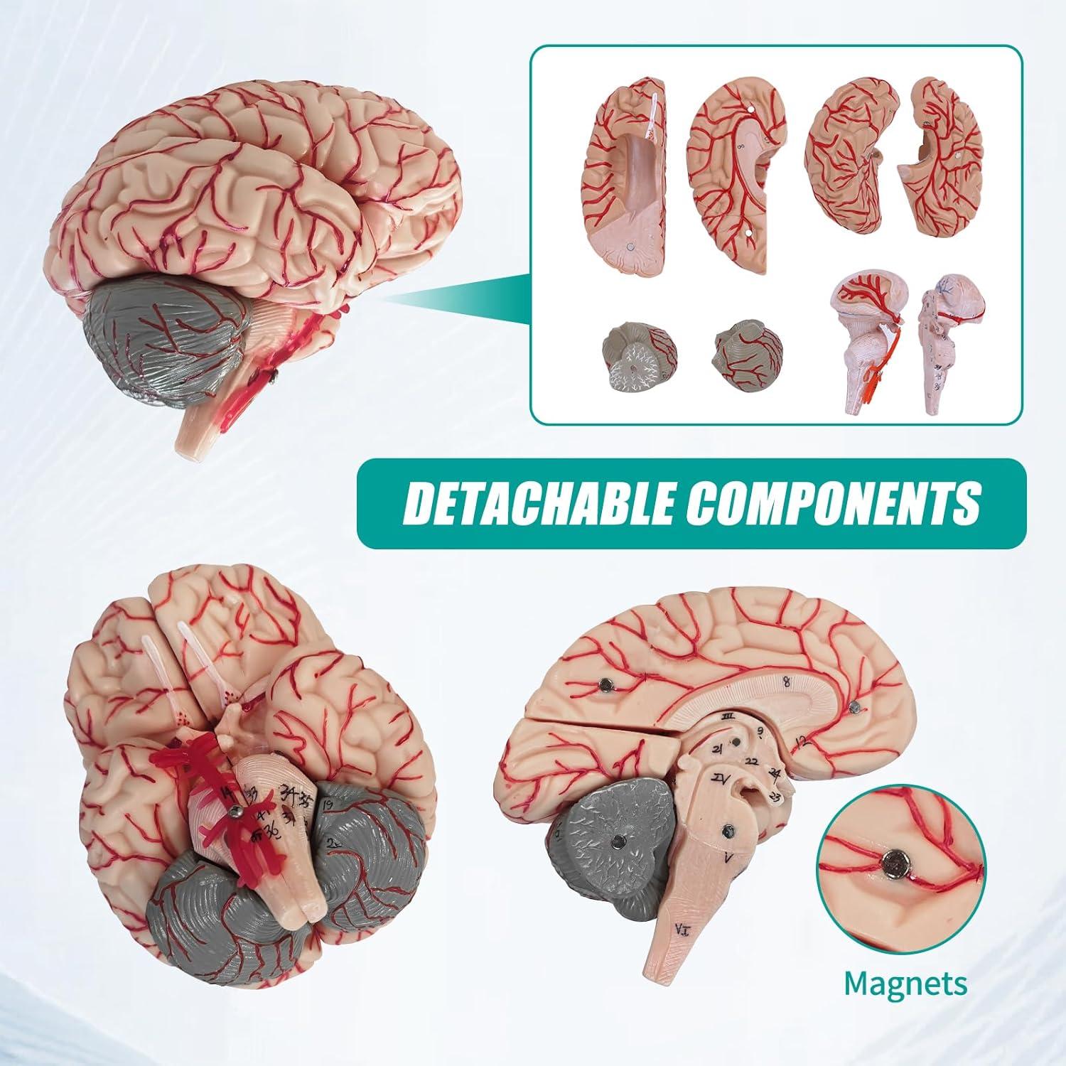 Modelo Anatómico del Cerebro Humano SFXYJ 8 Partes 15.24x17.02cm