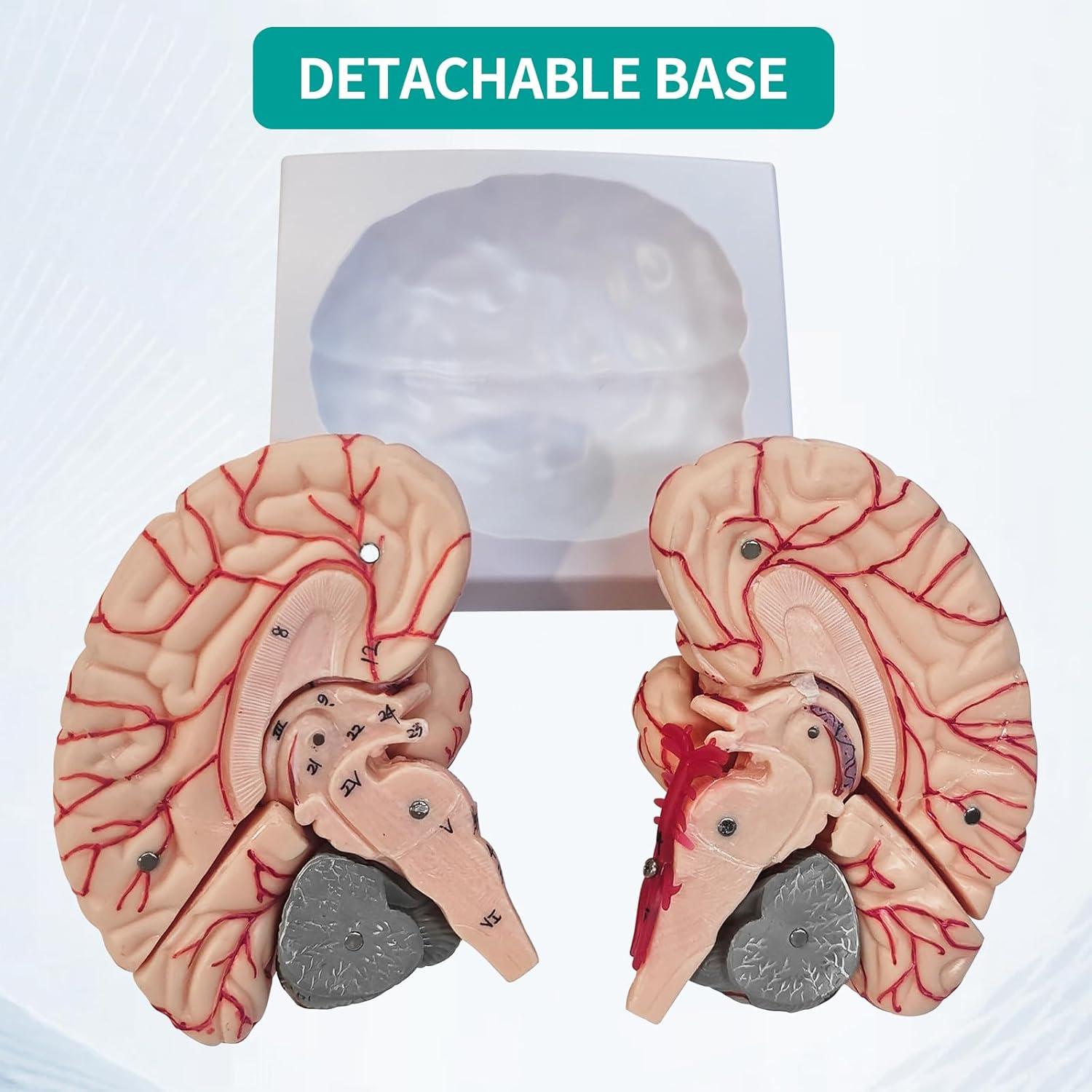 Modelo Anatómico del Cerebro Humano SFXYJ 8 Partes 15.24x17.02cm