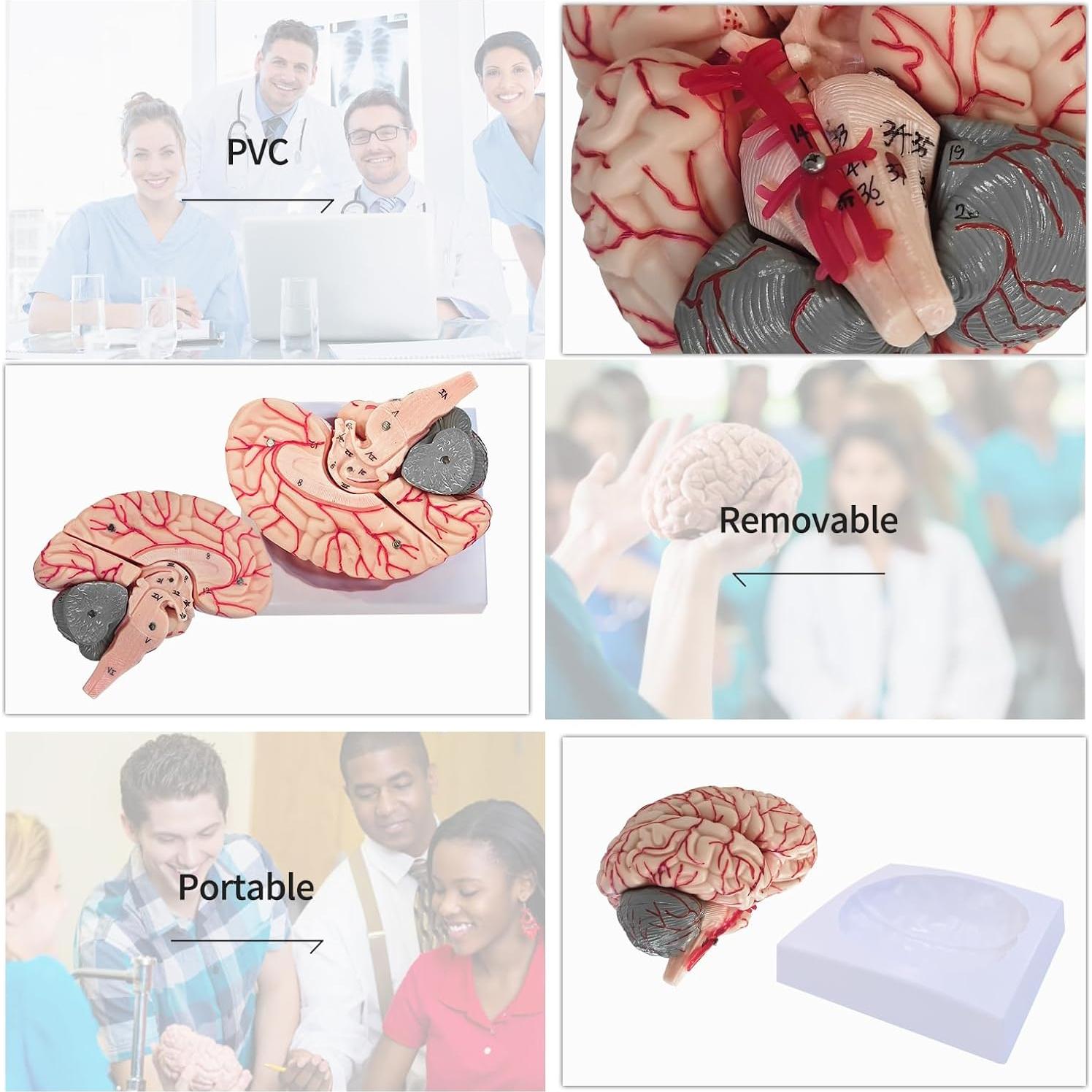 Modelo Anatómico del Cerebro Humano SFXYJ 8 Partes 15.24x17.02cm