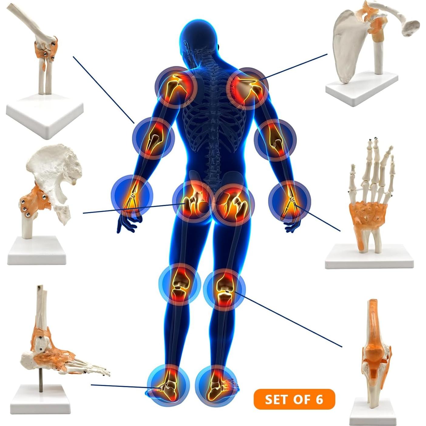 Set 6 Modelos de Anatomía Hombro Codo Cadera Rodilla Mano