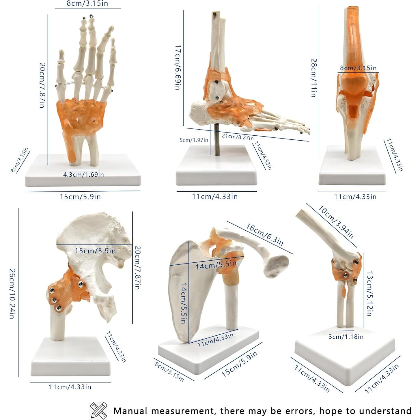 Set 6 Modelos de Anatomía Hombro Codo Cadera Rodilla Mano