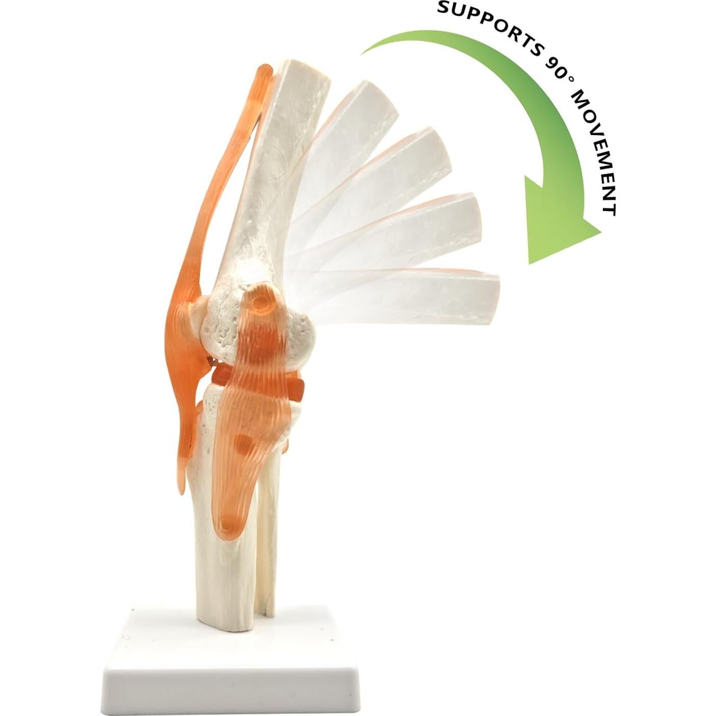 Set 6 Modelos de Anatomía Hombro Codo Cadera Rodilla Mano