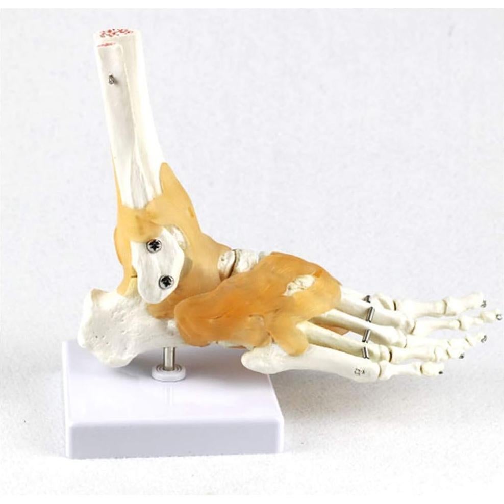 Set 6 Modelos de Anatomía Hombro Codo Cadera Rodilla Mano