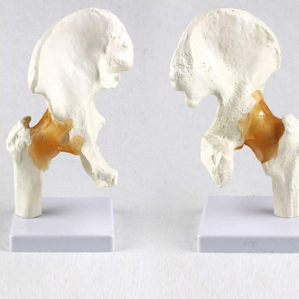 Set 6 Modelos de Anatomía Hombro Codo Cadera Rodilla Mano