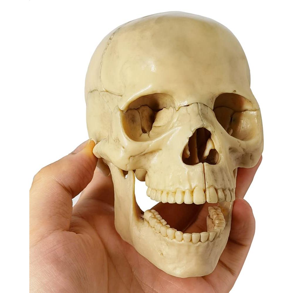 Modelo de Anatomía de Cráneo Mini Benilev 15 Piezas